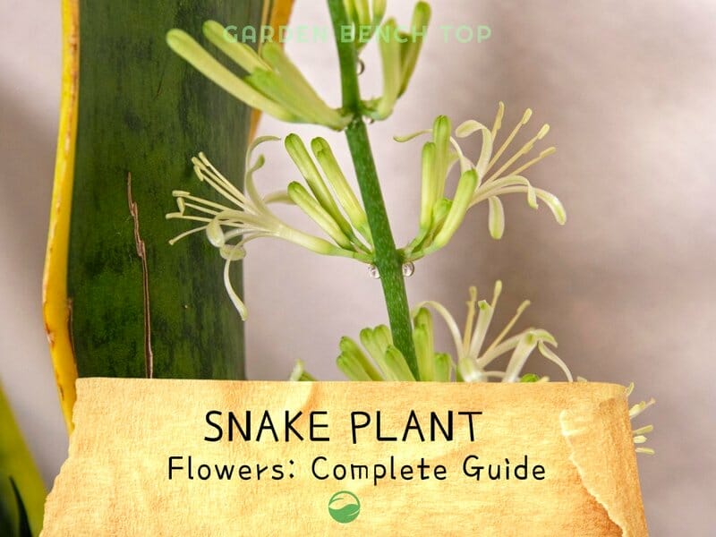 Snake Plant Flowers
