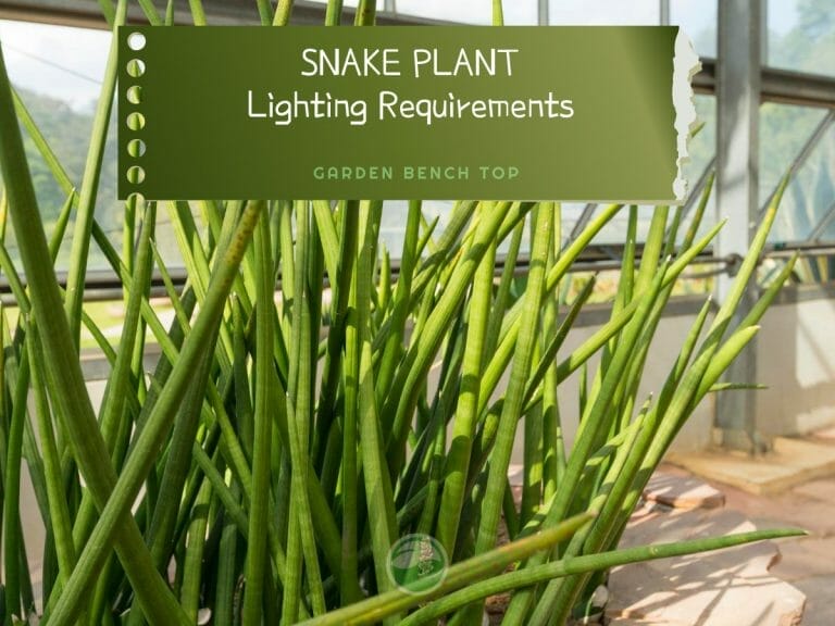 Snake Plant Light Requirements cover