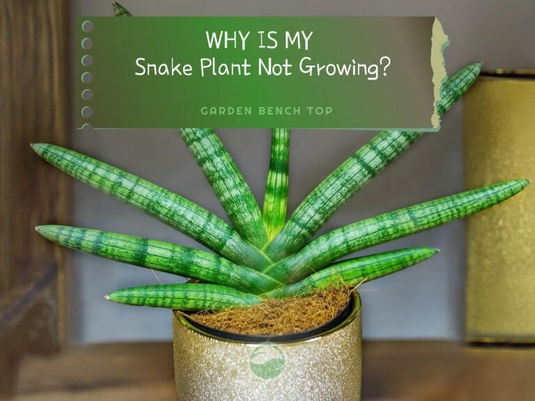Snake Plant Not Growing