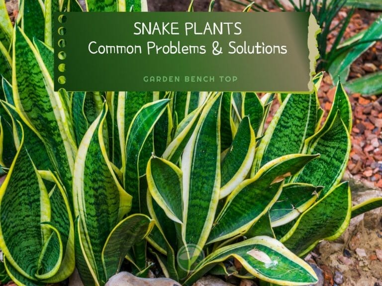 Snake Plant Problems cover