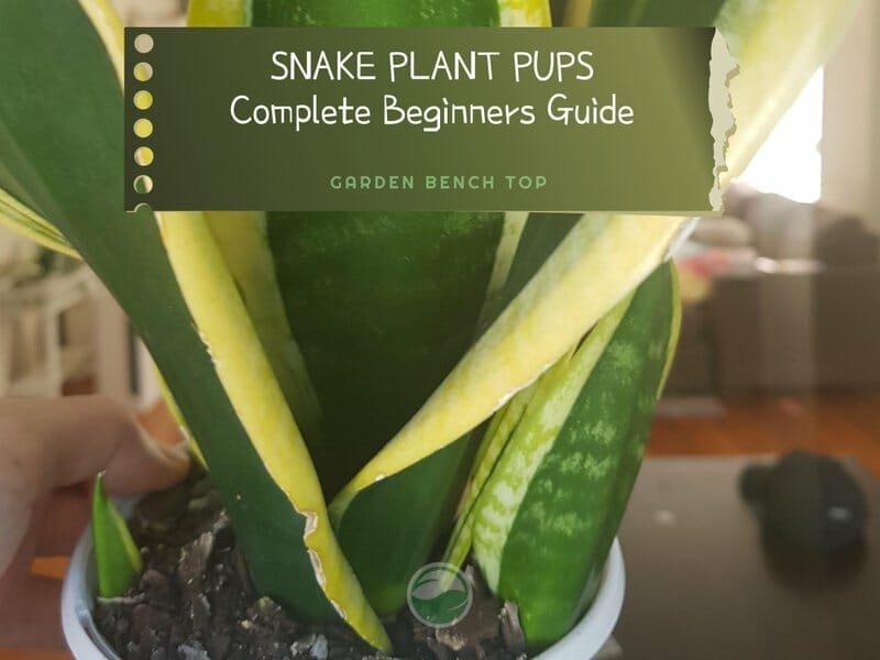 snake plant pups