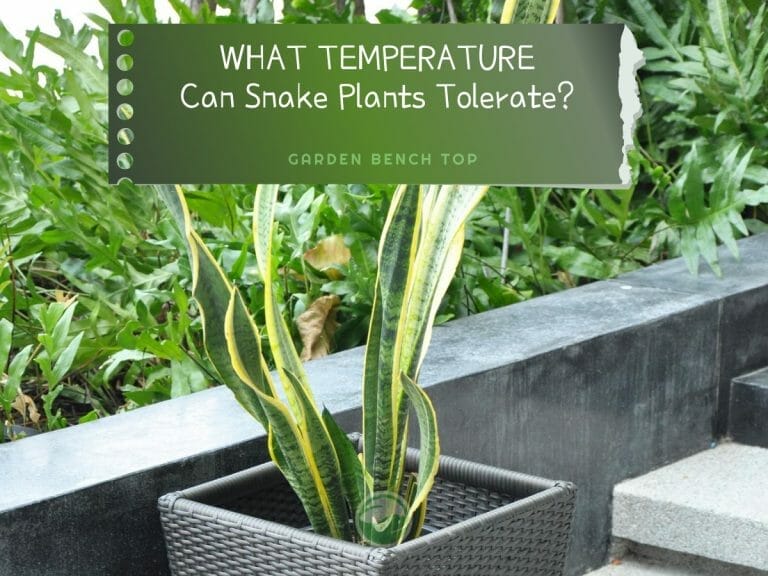 Snake Plant Temperature Tolerance cover