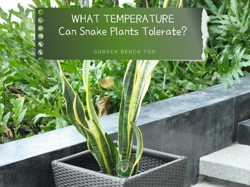 Snake Plant Temperature Tolerance