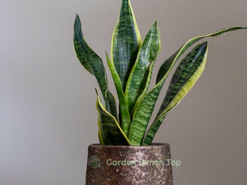 Snake Plant in metal pot