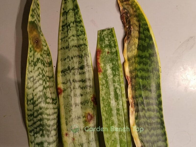 brown tips and markings on snake plants