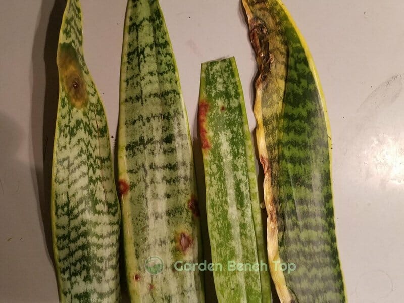 brown spots on leaf