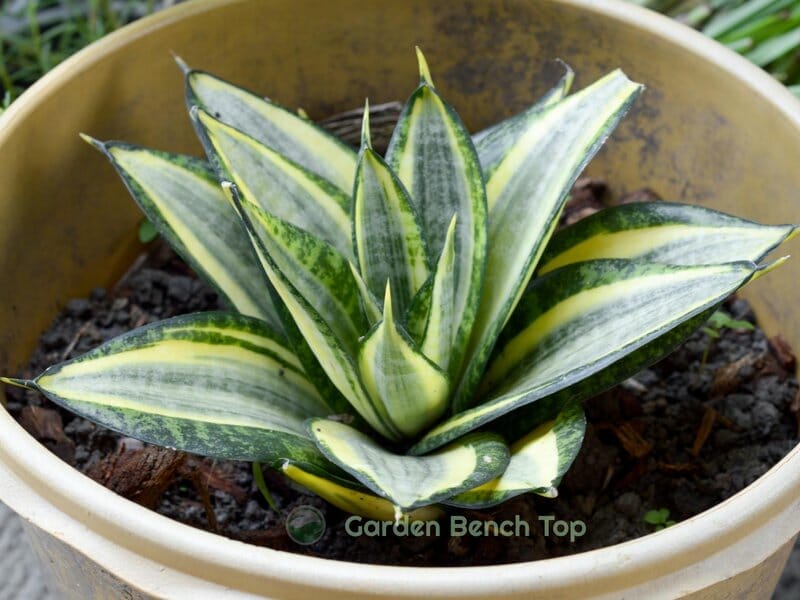 Snake plant in too big a pot
