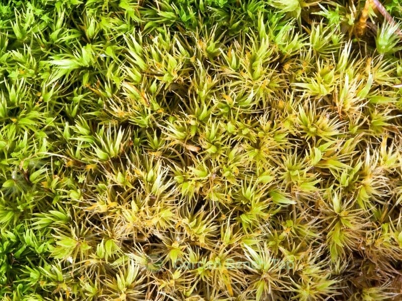 Sphagnum Moss