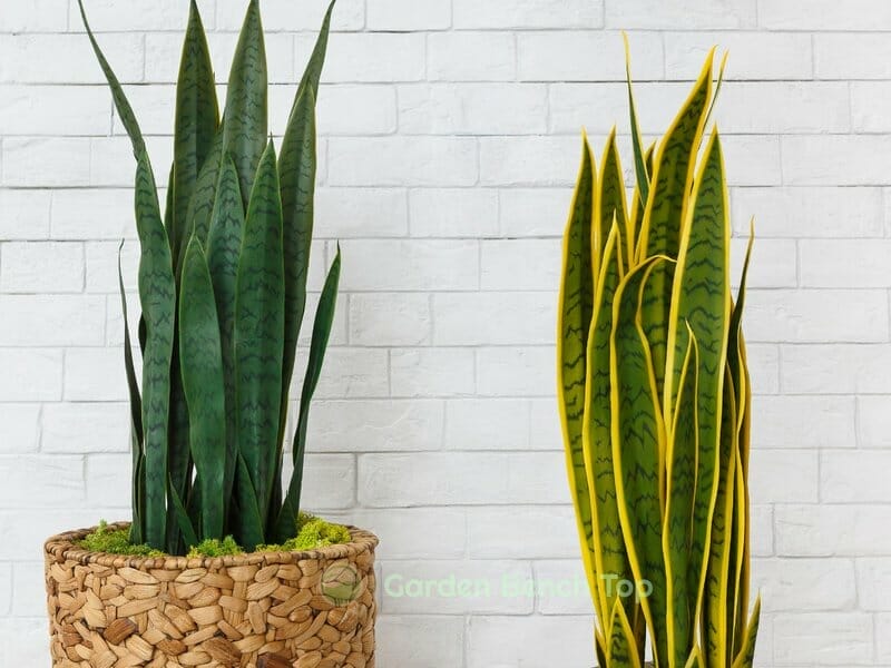 Tall Snake plants