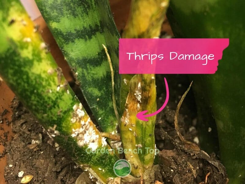 pest damage to snake plant stunting growth