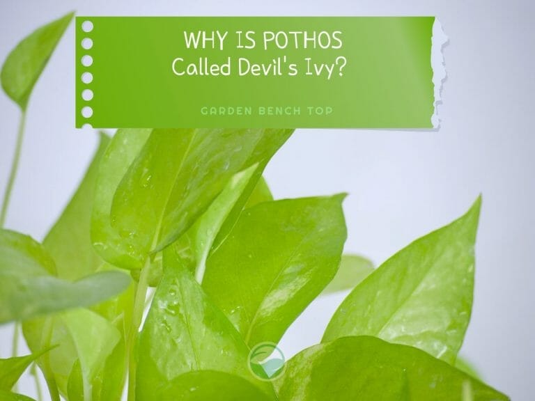 Why is Pothos Called Devil's Ivy cover