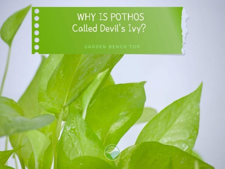 Why is Pothos Called Devil’s Ivy