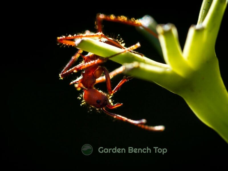 ant eating plant