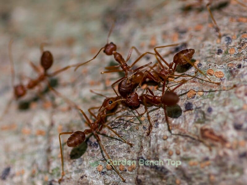 ants communicating with each other