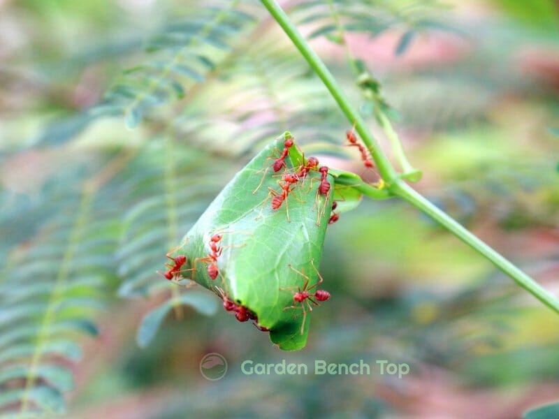 ants on a plant leaf