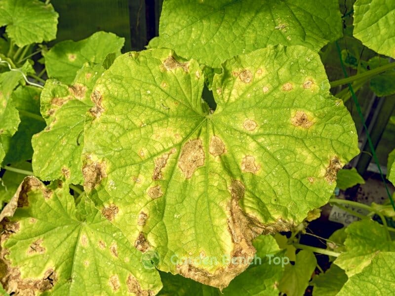 apple cider vinegar on leaves