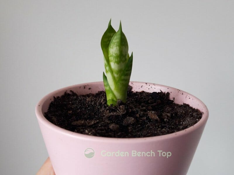 baby snake plant pup