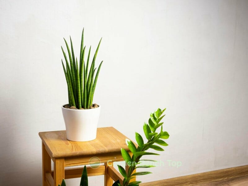 benefit of snake plant clean air