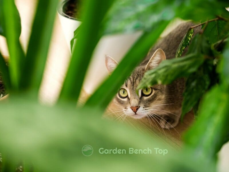 cat looking at snake plant