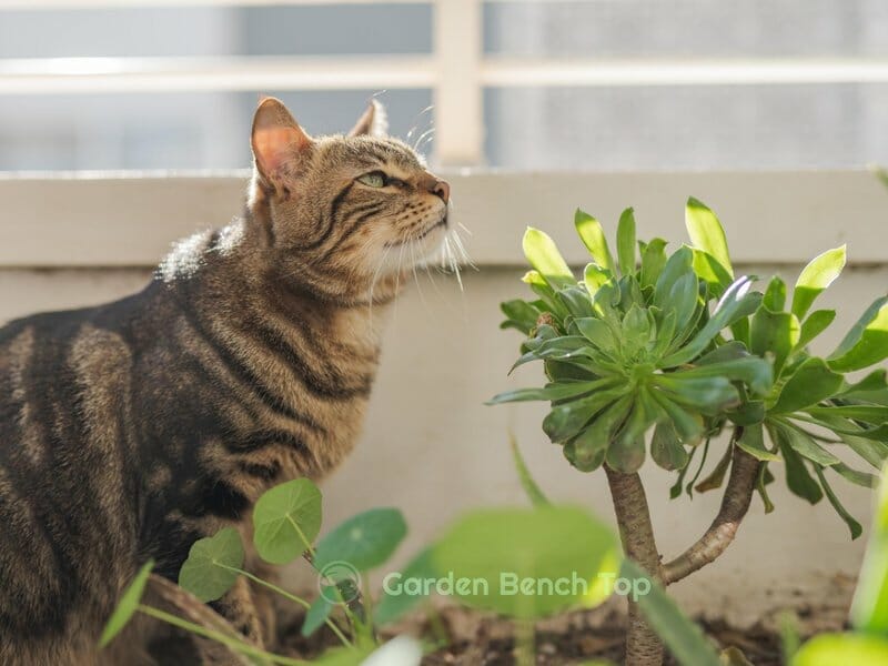 cats love to play with pot plants