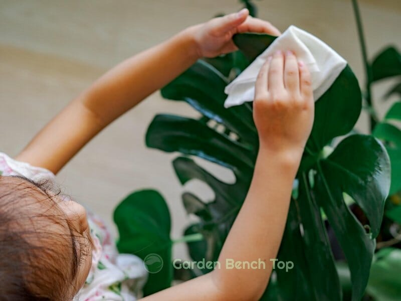 cleaning plant leaves