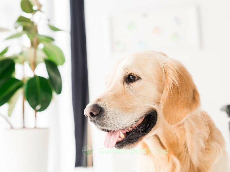 dog playing with indoor plant