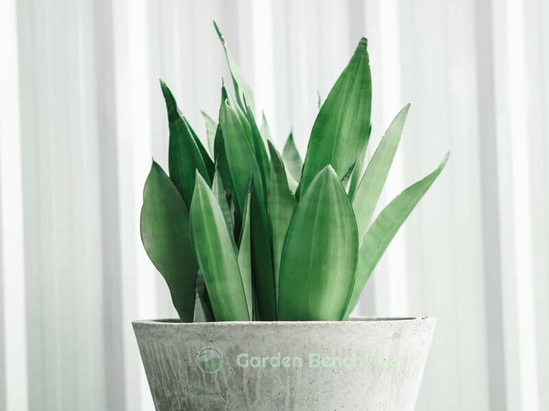 humidity levels for snake plants
