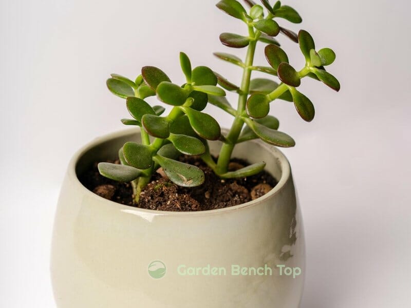 jade plant in pot