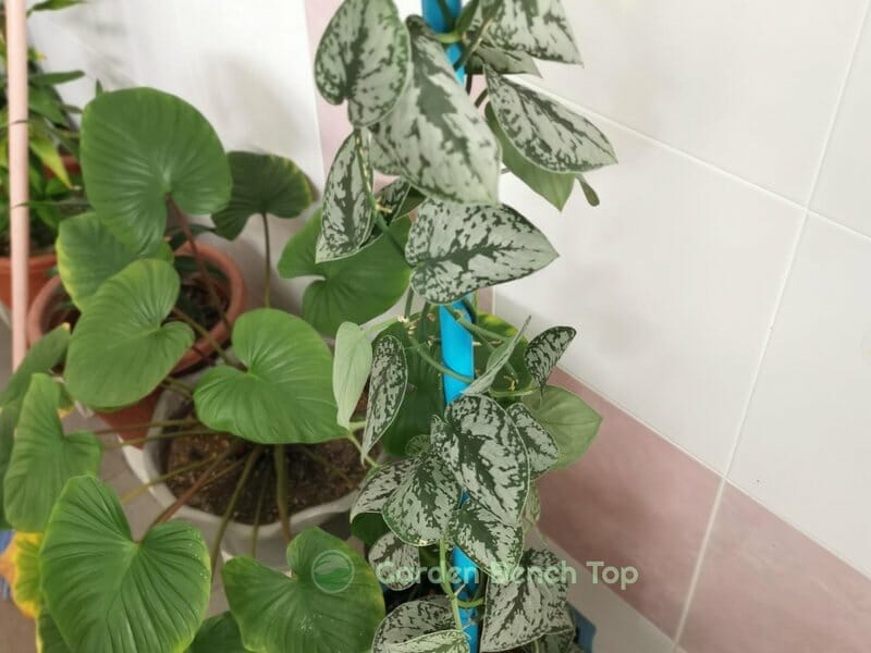 pothos plant indoors
