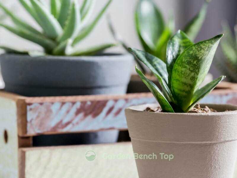 potted snake plants outside