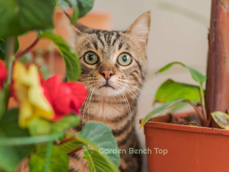 preventing cat eating snake plant