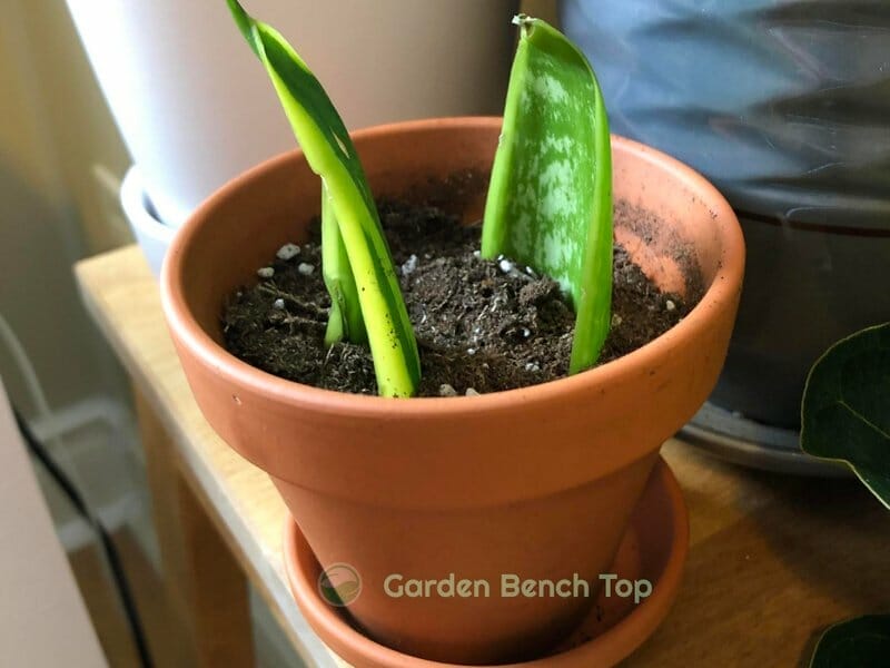 propagating snake plant in soil