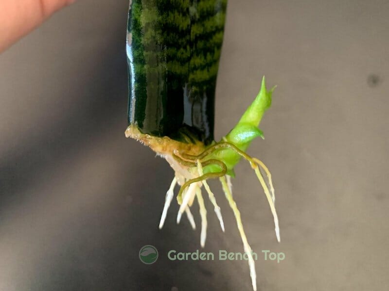 propagating snake plants in water with pup
