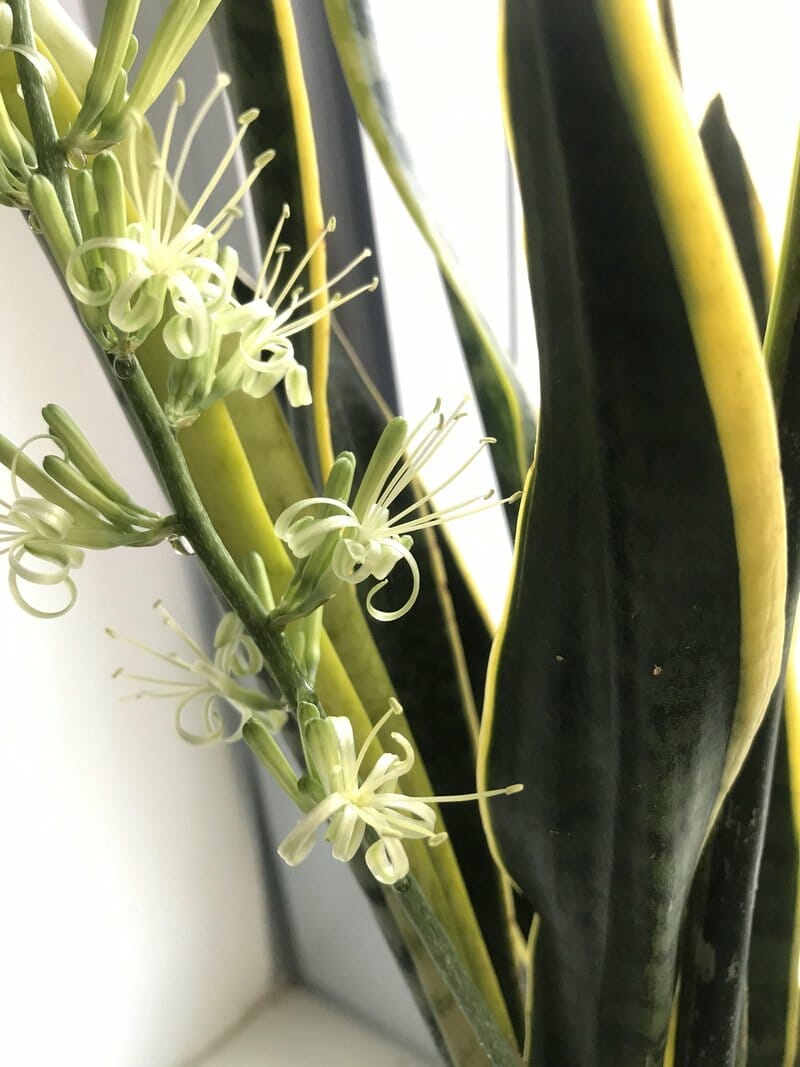snake plant flower 1