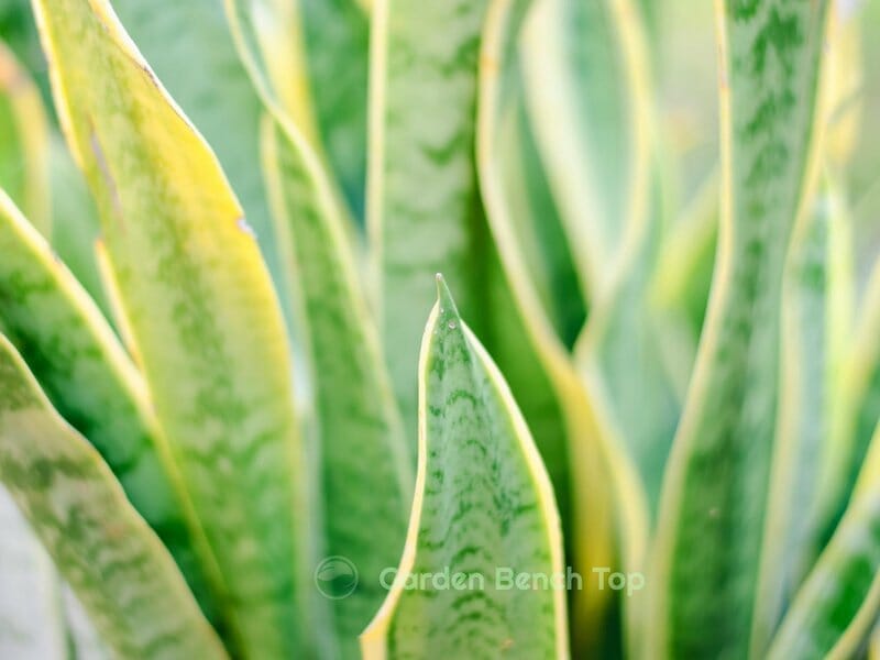 sansevieria ouside