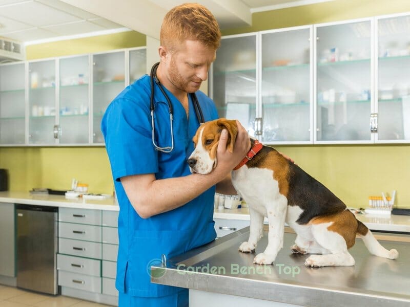 sick dog at vet