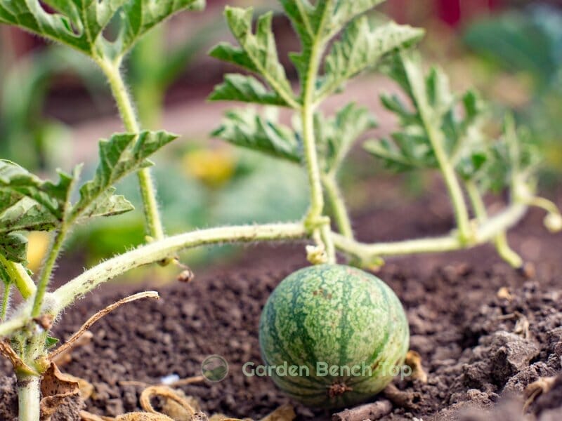 small watermelon fruit growing on vine