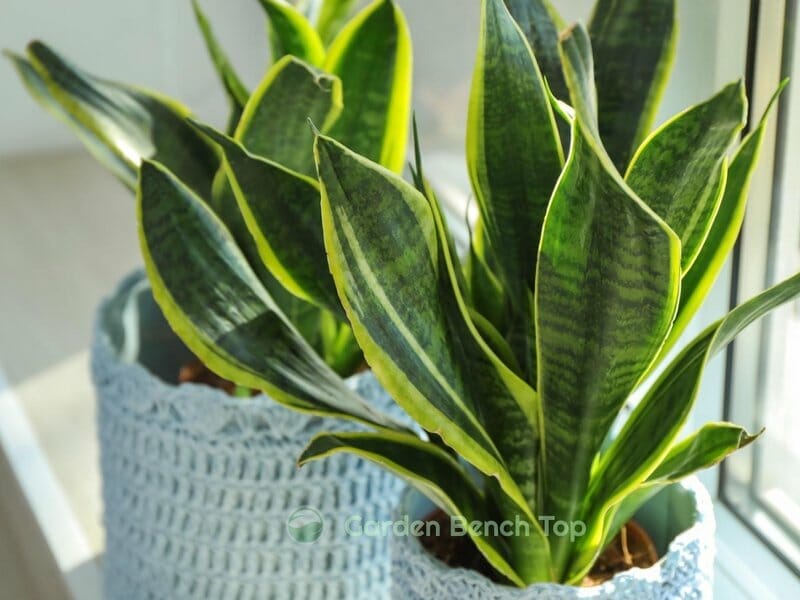 sansevieria fluorescent light