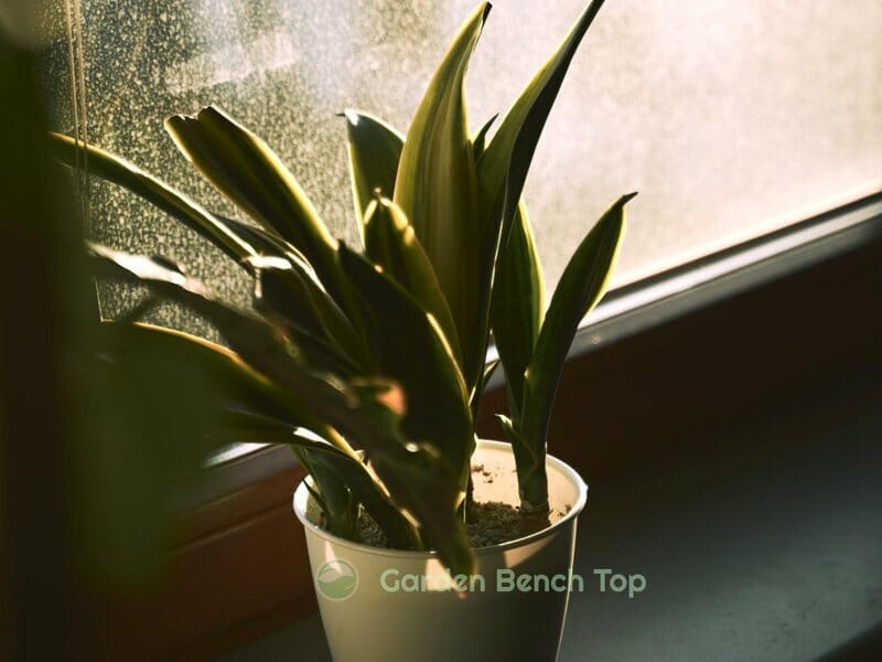 snake plant water requirements