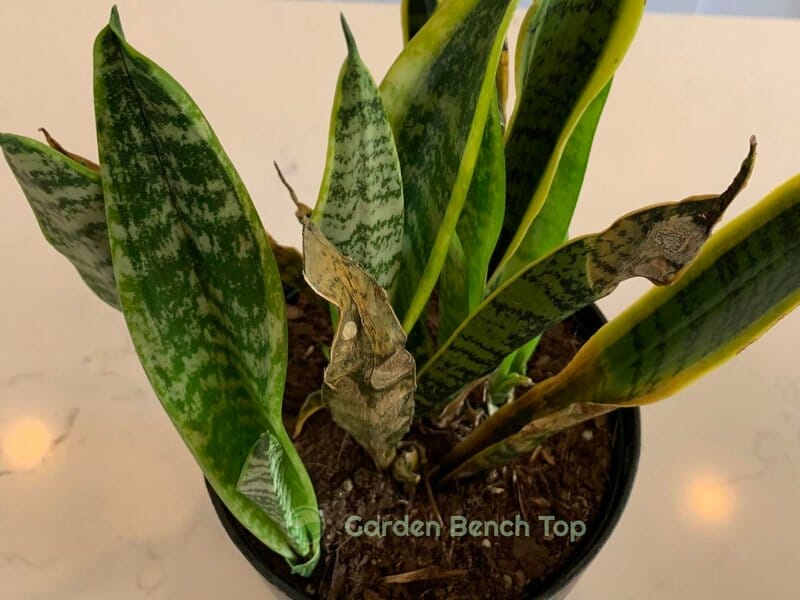 snake plant with cold damage 