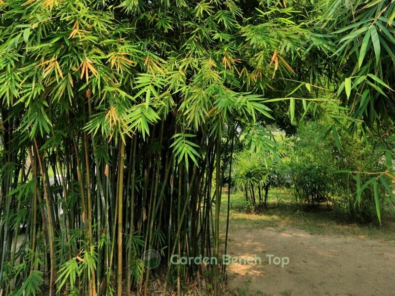 tall bamboo growing outdoors