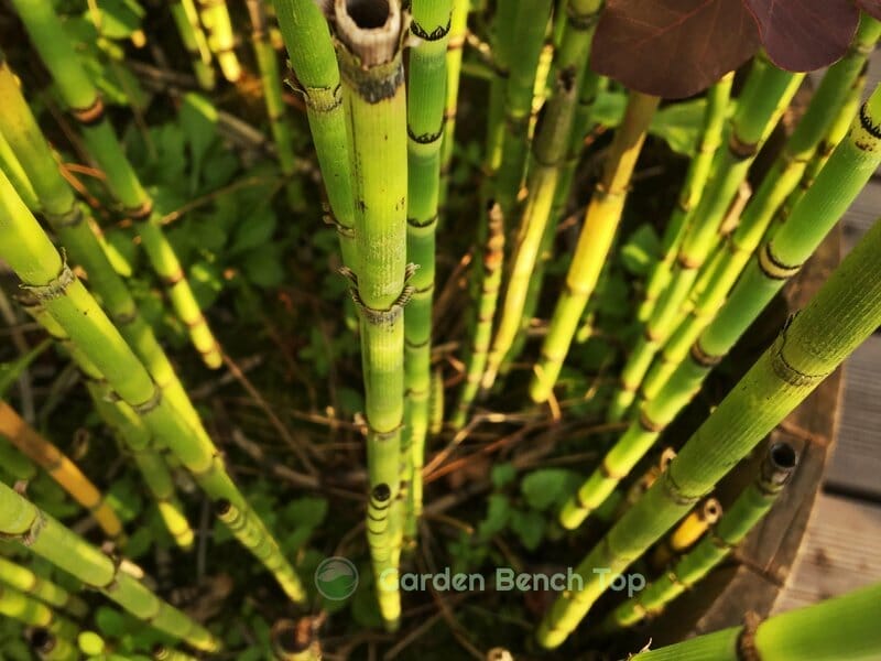 tall bamboo in a pot