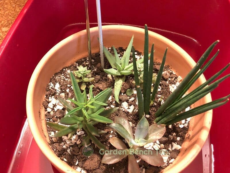 terracotta pot in process of bottom watering