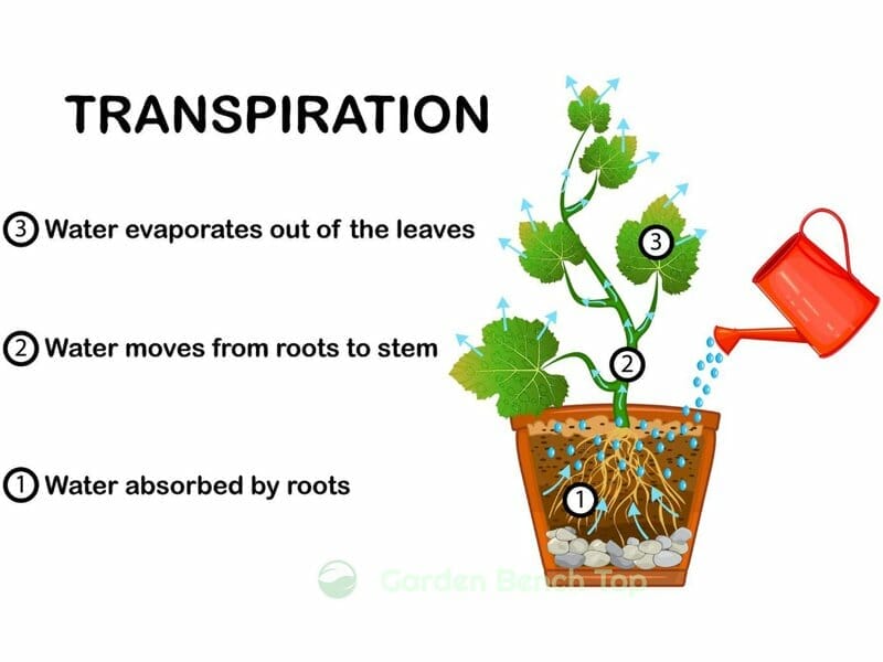 transpiration process for plants