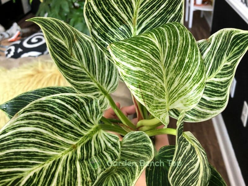variegated philodendron birkin