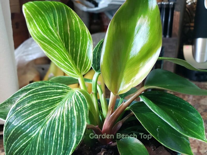 variegated philodendron birkin reverting