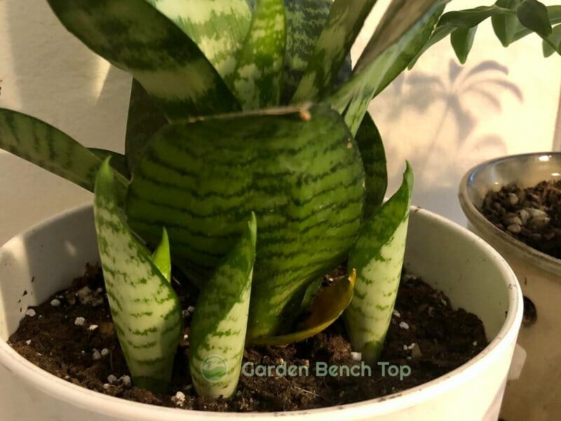 when to remove snake plant pups