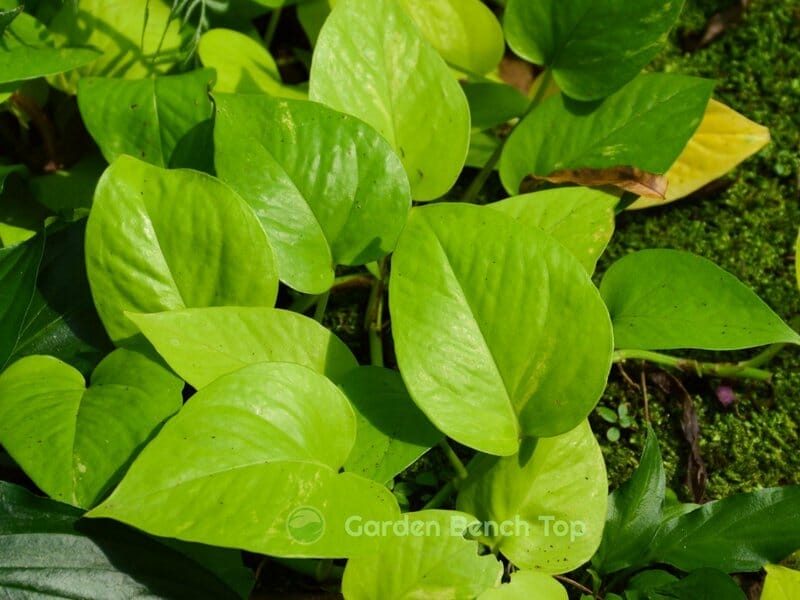 why is pothos called money plant