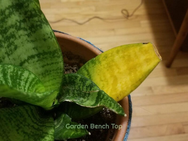 snake plant problem turning yellow