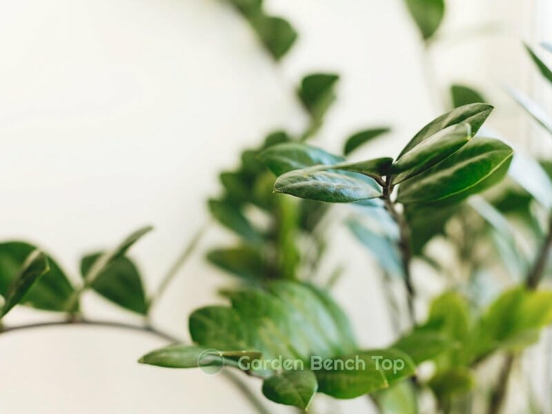 zz plants are toxic and poisonous